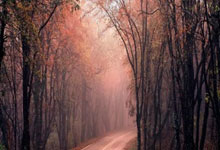 辜梓豪首夺中国围棋西南棋王赛冠军.